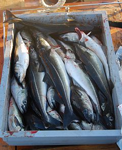 Vellykket fisketur