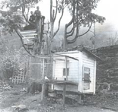 Duekleive i «Stoltzen» sent på 1950-tallet. I treet Jan Harald og broren Gunnar Helmich Pedersen.