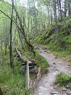 Trerennen og stien mai 2008.