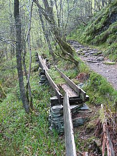 Trerennen og stien i 2007.